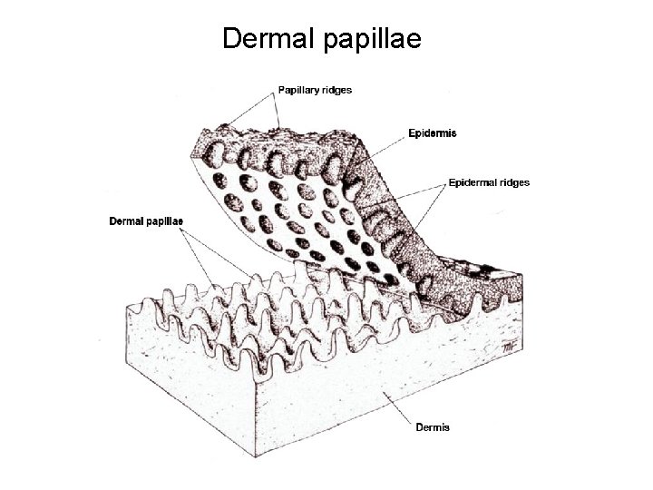 Dermal papillae 