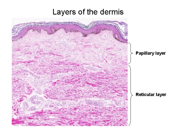 Layers of the dermis Papillary layer Reticular layer 