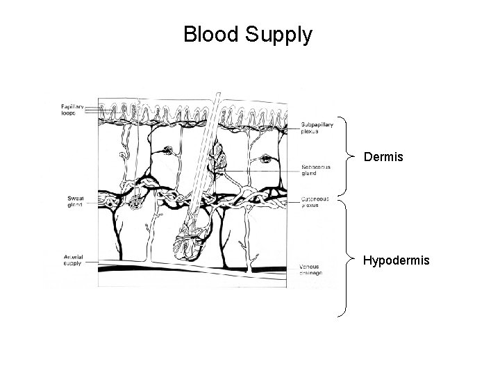 Blood Supply Dermis Hypodermis 