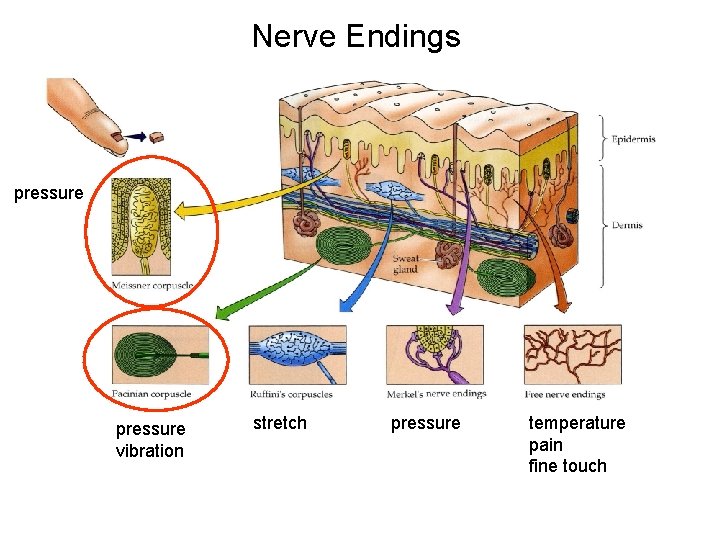 Nerve Endings pressure vibration stretch pressure temperature pain fine touch 