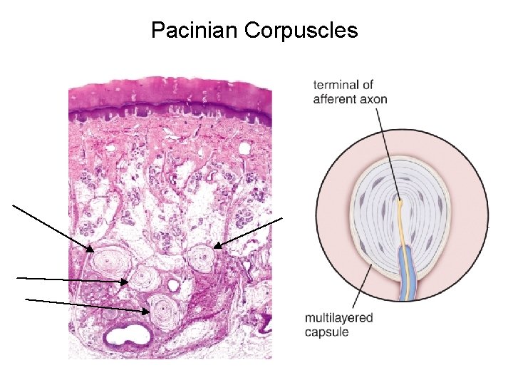 Pacinian Corpuscles 