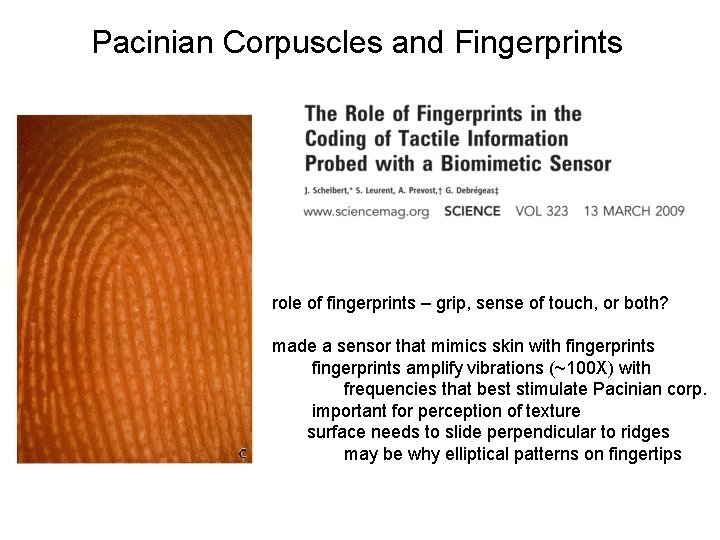 Pacinian Corpuscles and Fingerprints role of fingerprints – grip, sense of touch, or both?