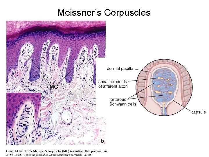 Meissner’s Corpuscles 