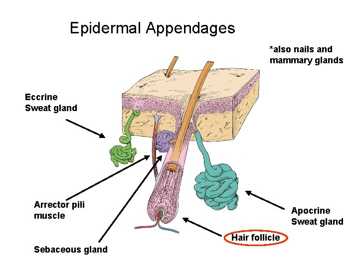 Epidermal Appendages *also nails and mammary glands Eccrine Sweat gland Arrector pili muscle Apocrine