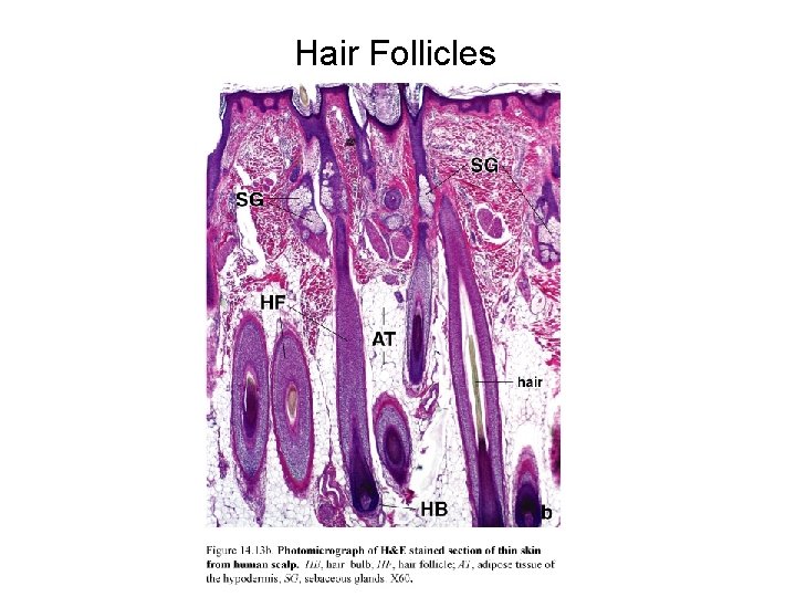 Hair Follicles 