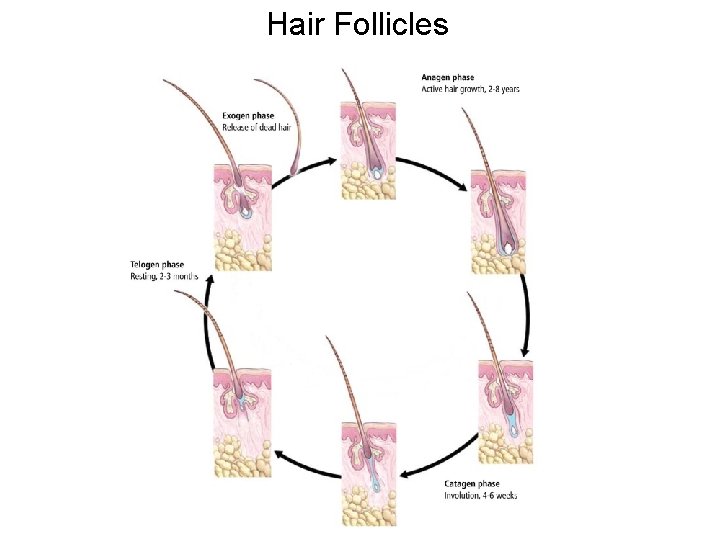 Hair Follicles 