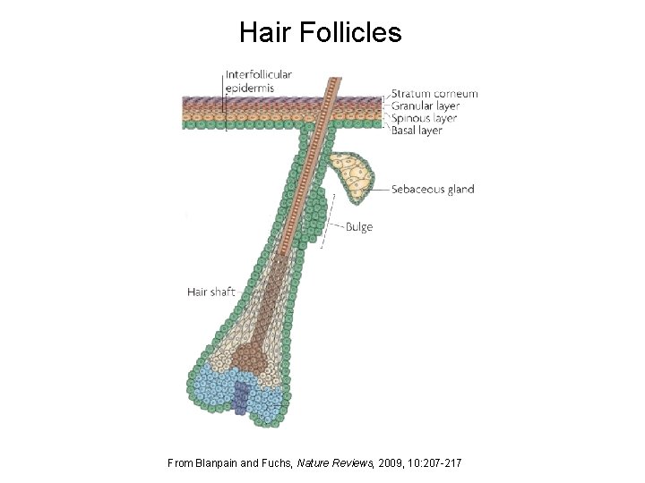 Hair Follicles From Blanpain and Fuchs, Nature Reviews, 2009, 10: 207 -217 