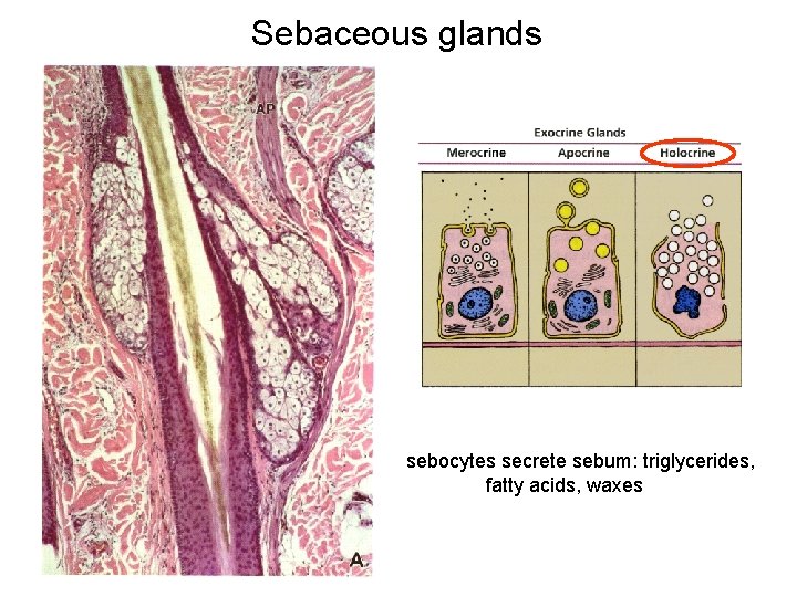 Sebaceous glands sebocytes secrete sebum: triglycerides, fatty acids, waxes 