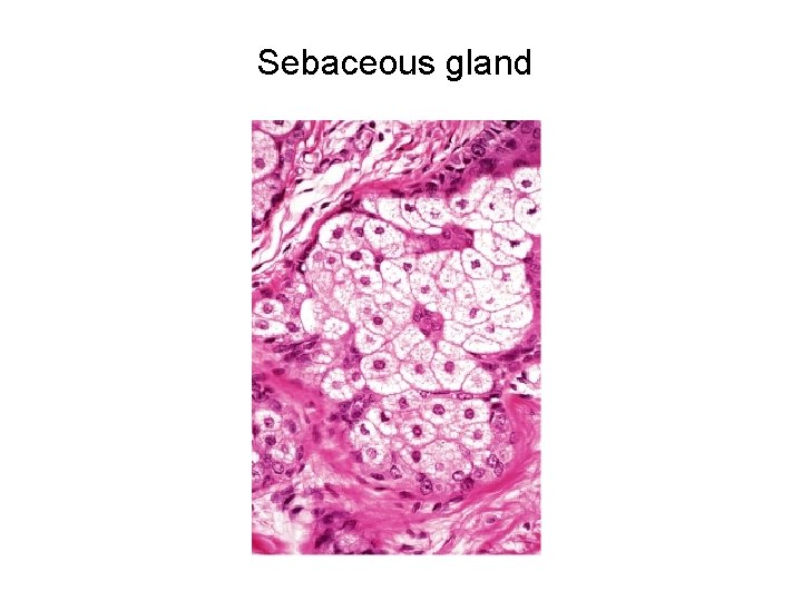 Sebaceous gland 