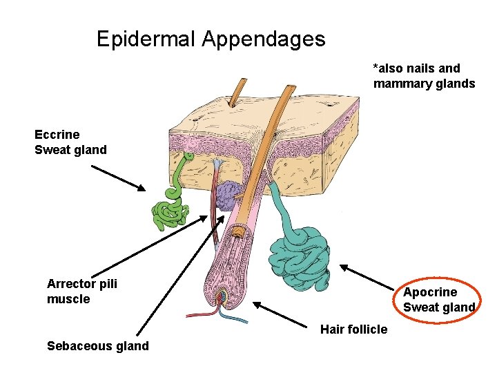 Epidermal Appendages *also nails and mammary glands Eccrine Sweat gland Arrector pili muscle Apocrine