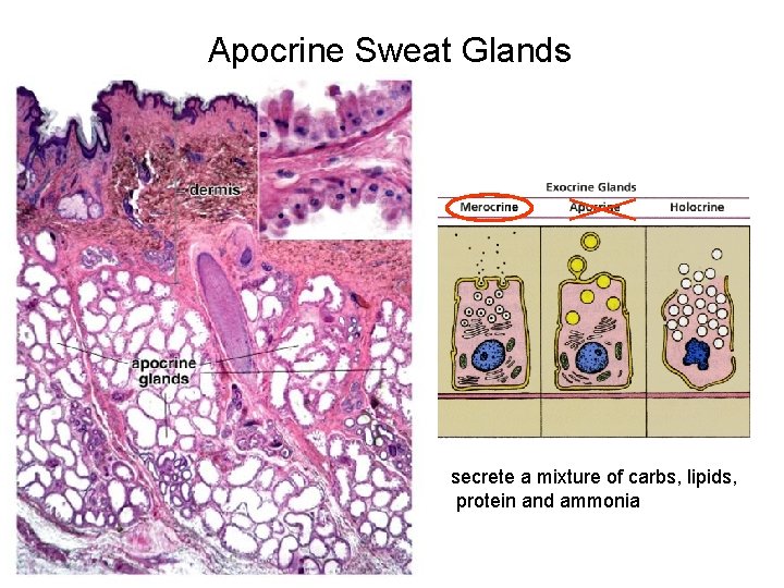 Apocrine Sweat Glands secrete a mixture of carbs, lipids, protein and ammonia 