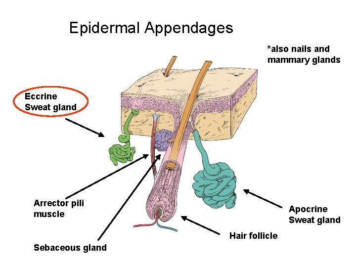 Epidermal Appendages *also nails and mammary glands Eccrine Sweat gland Arrector pili muscle Apocrine