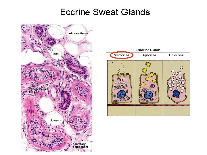 Eccrine Sweat Glands 