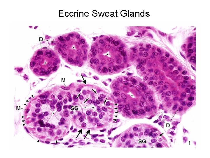 Eccrine Sweat Glands 