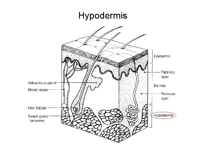 Hypodermis 