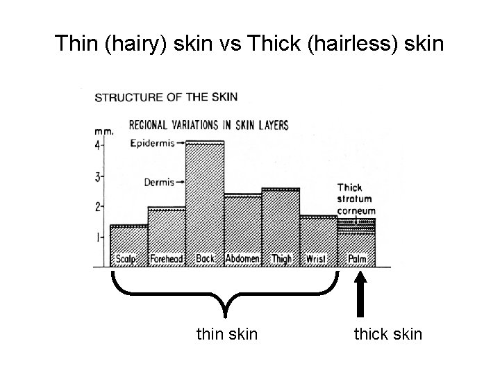 Thin (hairy) skin vs Thick (hairless) skin thin skin thick skin 