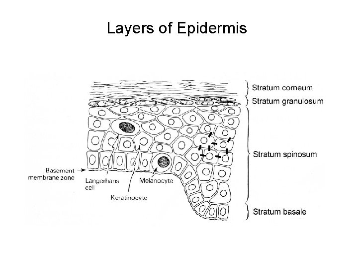 Layers of Epidermis 