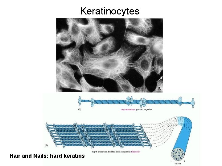 Keratinocytes Hair and Nails: hard keratins 