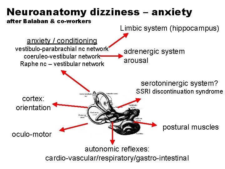 Neuroanatomy dizziness – anxiety after Balaban & co-workers Limbic system (hippocampus) anxiety / conditioning