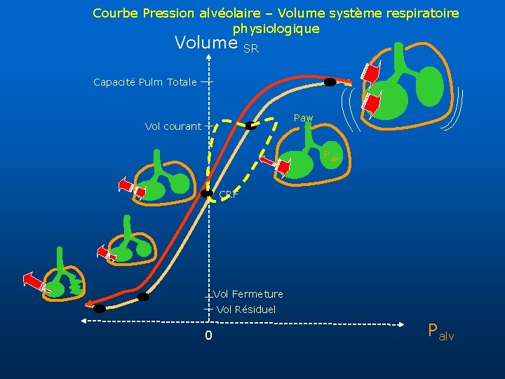 Courbe Pression alvéolaire – Volume système respiratoire physiologique Volume SR Capacité Pulm Totale Paw