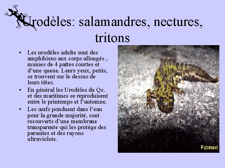 Urodèles: salamandres, nectures, tritons • Les urodèles adulte sont des amphibiens aux corps allongés
