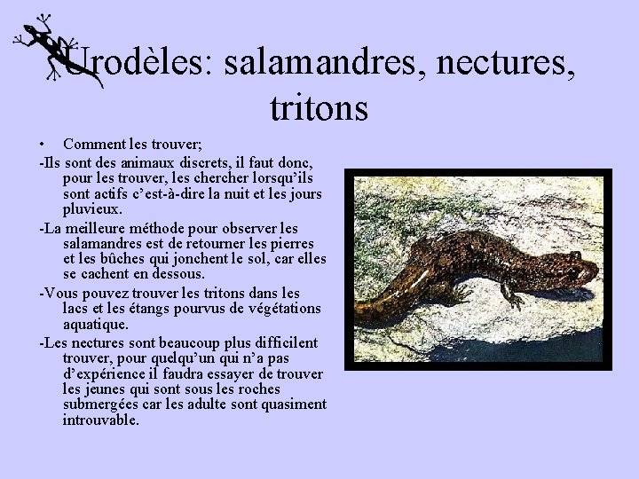 Urodèles: salamandres, nectures, tritons • Comment les trouver; -Ils sont des animaux discrets, il