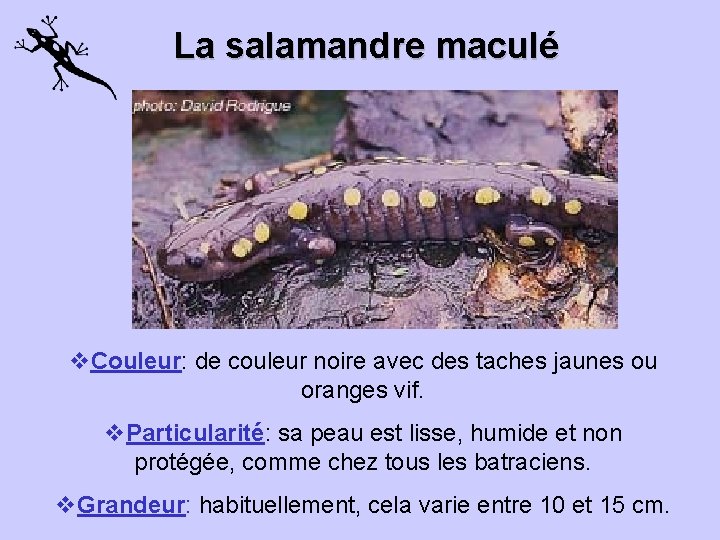 La salamandre maculé v. Couleur: de couleur noire avec des taches jaunes ou oranges