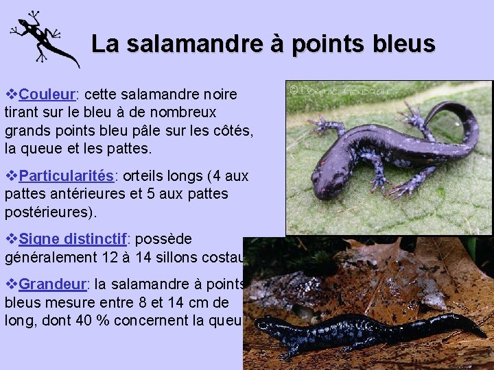 La salamandre à points bleus v. Couleur: cette salamandre noire tirant sur le bleu