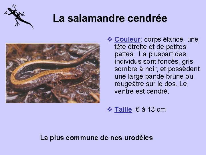 La salamandre cendrée v Couleur: corps élancé, une tête étroite et de petites pattes.
