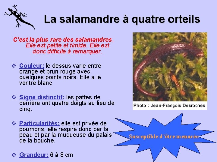 La La salamandre à quatre orteils C’est la plus rare des salamandres. Elle est