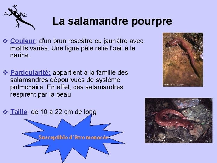 La salamandre pourpre v Couleur: d'un brun roseâtre ou jaunâtre avec motifs variés. Une