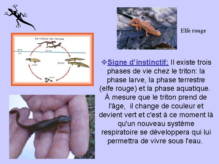 Elfe rouge v. Signe d’instinctif: Il existe trois phases de vie chez le triton: