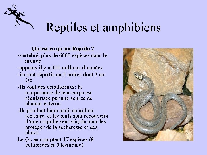 Reptiles et amphibiens Qu’est ce qu’un Reptile ? -vertébré, plus de 6000 espèces dans