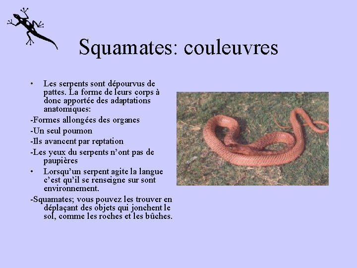 Squamates: couleuvres • Les serpents sont dépourvus de pattes. La forme de leurs corps