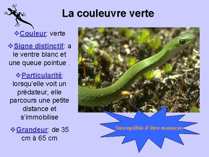 La couleuvre verte v. Couleur: verte v. Signe distinctif: a le ventre blanc et