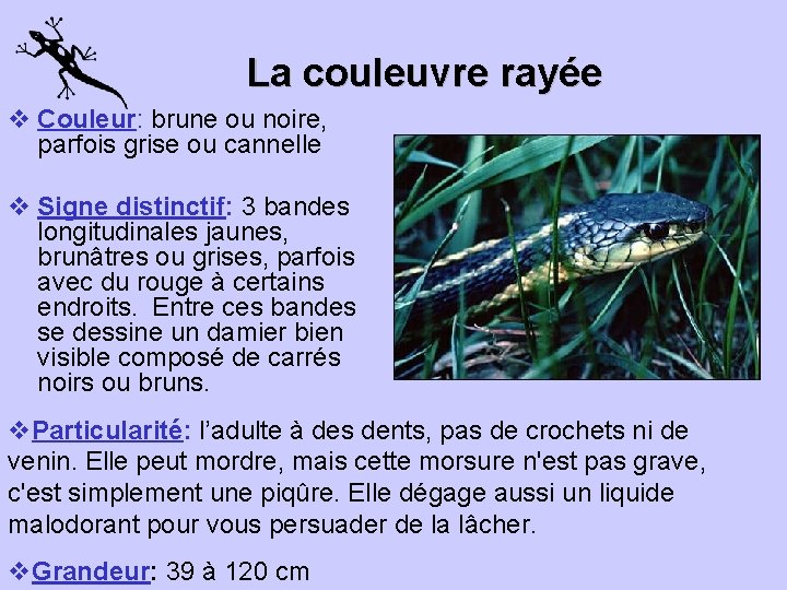 La couleuvre rayée v Couleur: brune ou noire, parfois grise ou cannelle v Signe