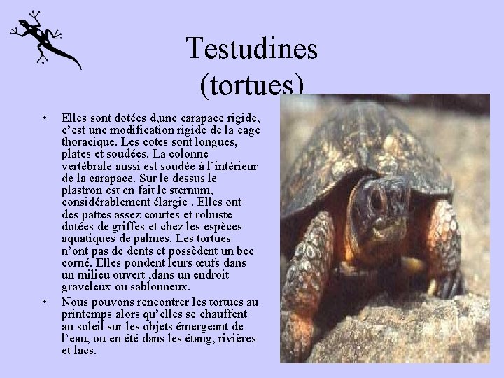 Testudines (tortues) • • Elles sont dotées d, une carapace rigide, c’est une modification