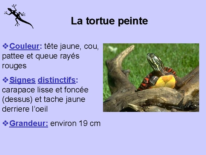La tortue peinte v. Couleur: tête jaune, cou, pattee et queue rayés rouges v.