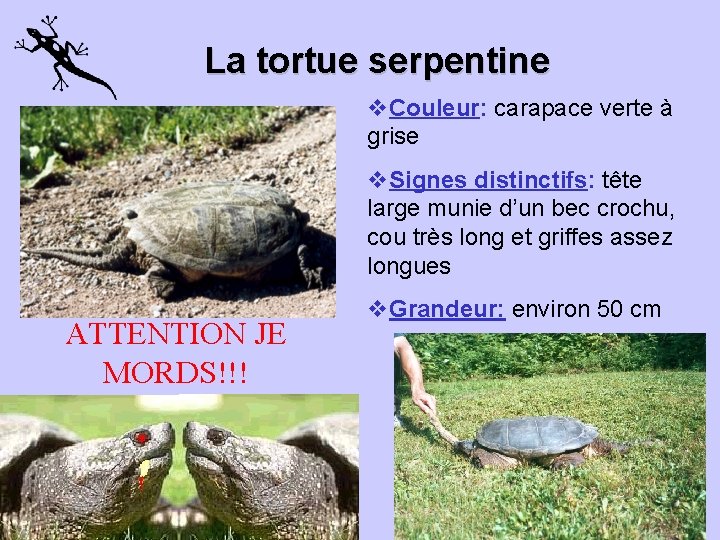 La tortue serpentine v. Couleur: carapace verte à grise v. Signes distinctifs: tête large