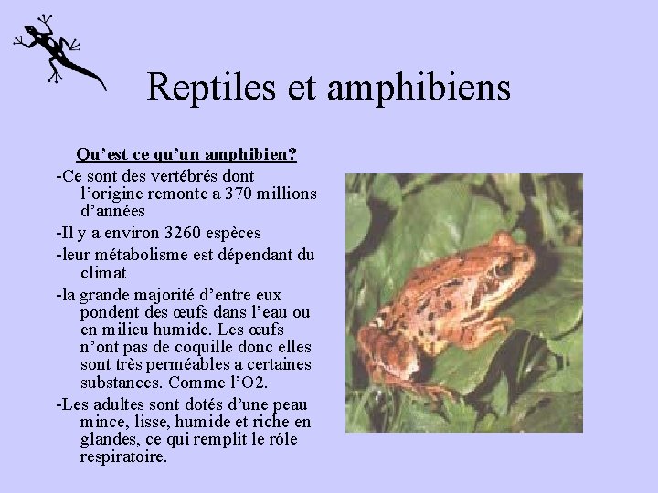 Reptiles et amphibiens Qu’est ce qu’un amphibien? -Ce sont des vertébrés dont l’origine remonte
