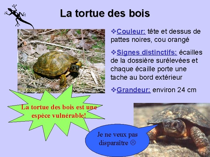 La tortue des bois v. Couleur: tête et dessus de pattes noires, cou orangé