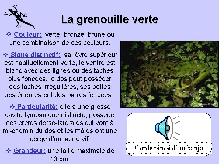 La grenouille verte v Couleur: verte, bronze, brune ou une combinaison de ces couleurs.