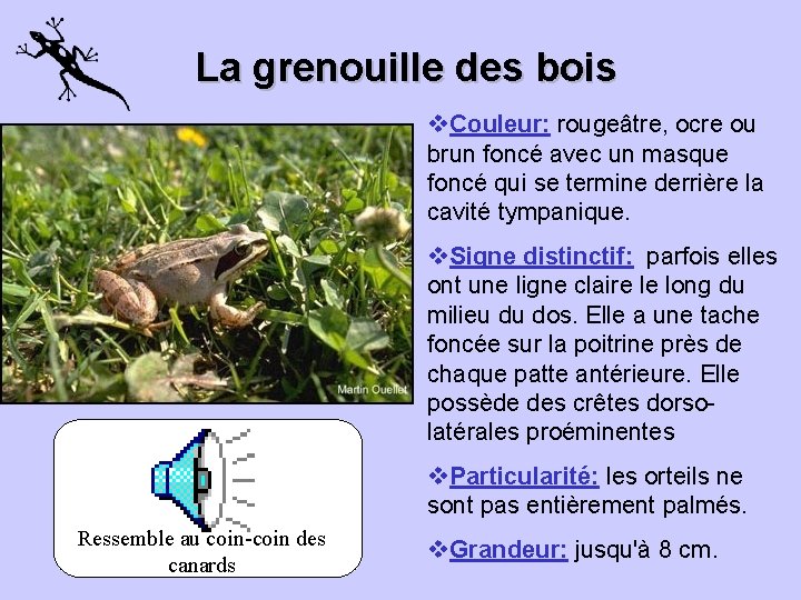 La grenouille des bois v. Couleur: rougeâtre, ocre ou brun foncé avec un masque