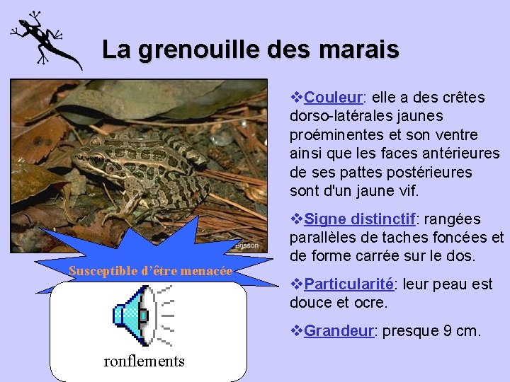 La grenouille des marais v. Couleur: elle a des crêtes dorso-latérales jaunes proéminentes et