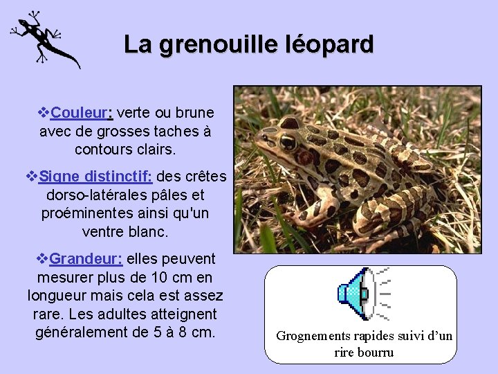 La grenouille léopard v. Couleur: verte ou brune avec de grosses taches à contours