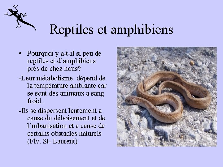 Reptiles et amphibiens • Pourquoi y a-t-il si peu de reptiles et d’amphibiens près