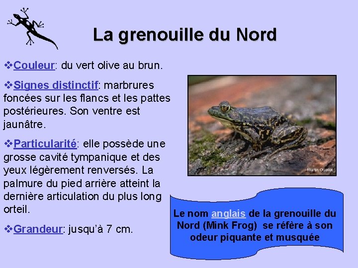 La grenouille du Nord v. Couleur: du vert olive au brun. v. Signes distinctif: