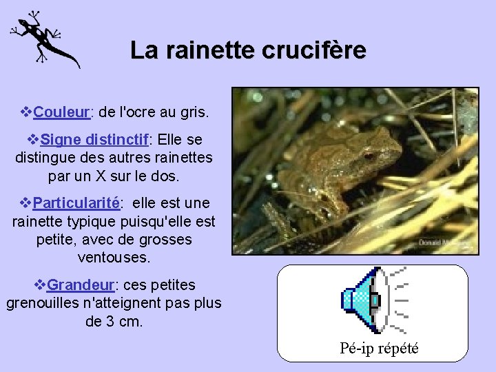 La rainette crucifère v. Couleur: de l'ocre au gris. v. Signe distinctif: Elle se