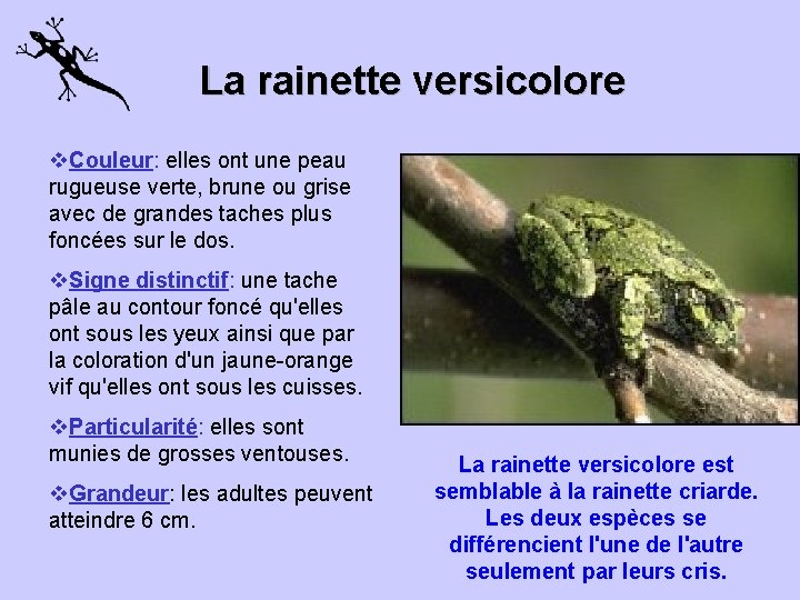 La rainette versicolore v. Couleur: elles ont une peau rugueuse verte, brune ou grise