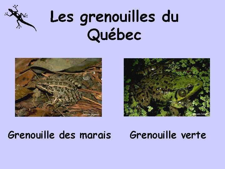 Les grenouilles du Québec Grenouille des marais Grenouille verte 